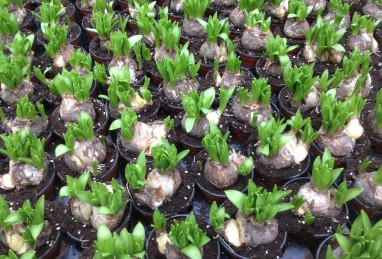 Hyacinthus Multiflora T10.5 RW