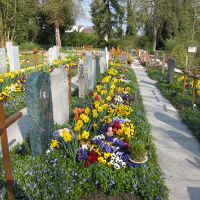 Friedhofsbepflanzungen mit Blumenzwiebeln