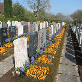 Friedhofsbepflanzungen mit Blumenzwiebeln