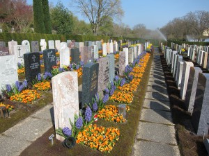 Friedhofsbepflanzungen mit Blumenzwiebeln