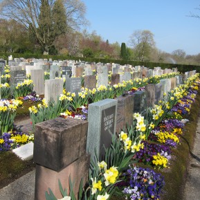 Friedhofsbepflanzungen mit Blumenzwiebeln