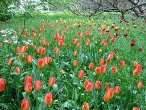 Botanischer Garten Insel Mainau