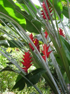 Botanischer Garten Jardin des Parfums et des Epices