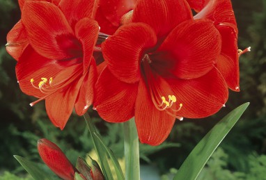 Amaryllis Orange Souvereign