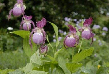 Gartenorchideen der Extraklasse