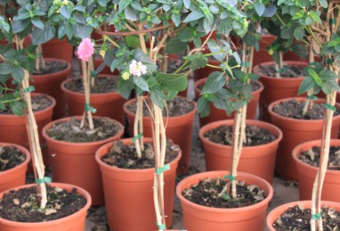 Lantana Stämme T24