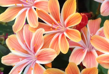 Lewisia Safira Orange