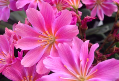 Lewisia Safira Pink