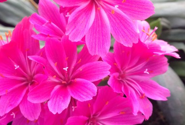 Lewisia Safira Purple