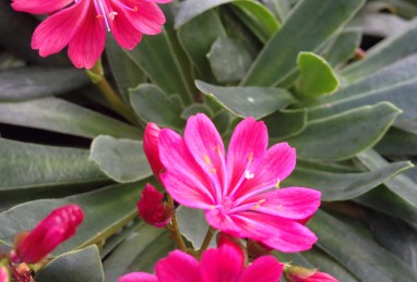 Lewisia Safira Red