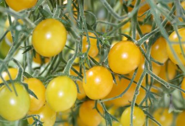 Solanum lycopersicum Tomberry Yellow F1
