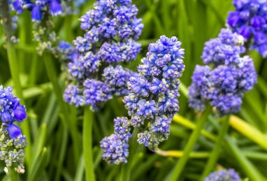 Muscari armeniacum Blue Spike