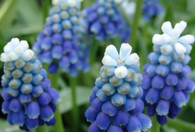 Muscari Touch of Snow