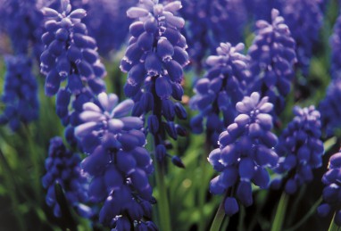 Muscari armeniacum