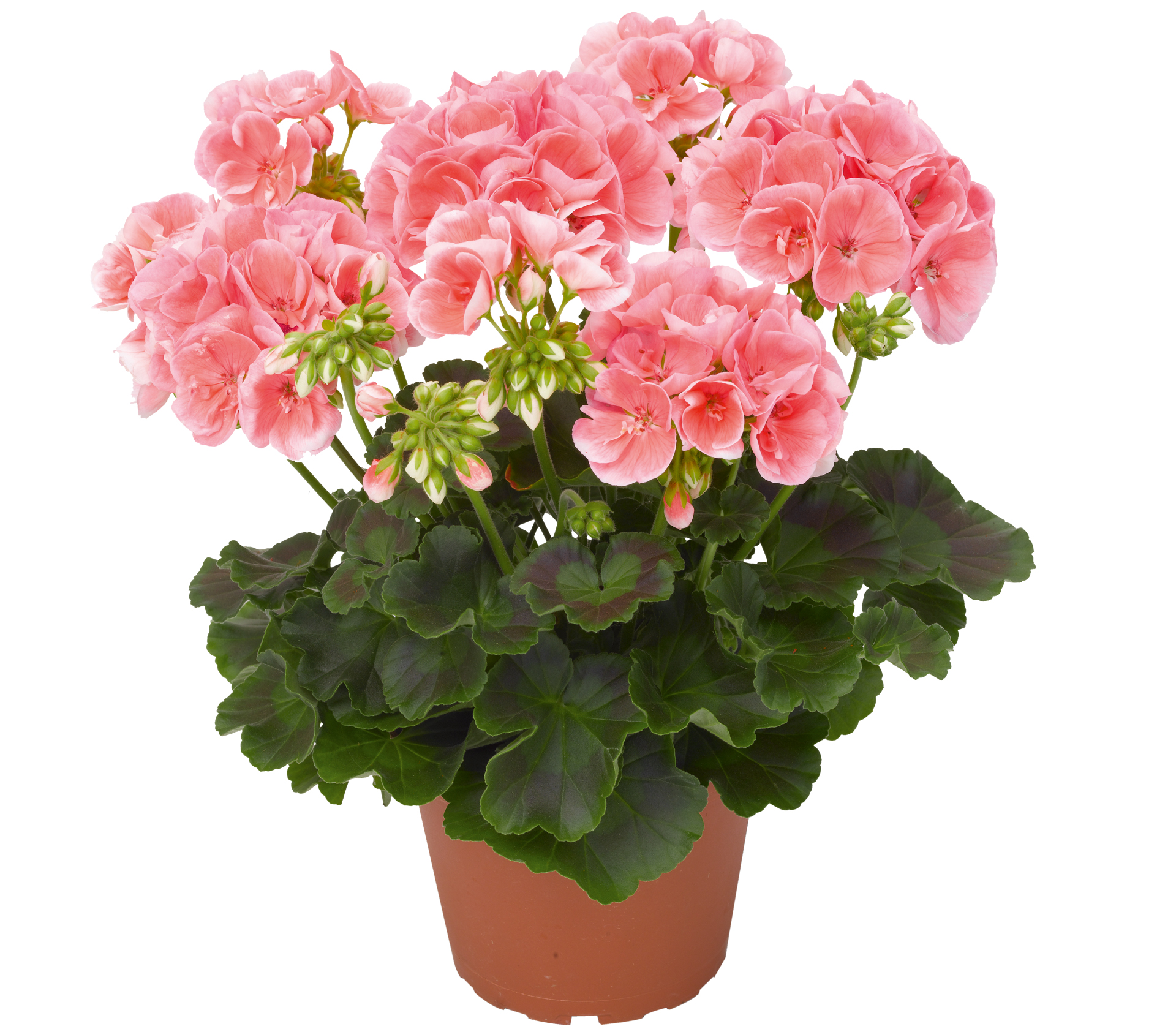 Pelargonium Survivor Salmon Sentation GREEN Pflanzenhandel GmbH