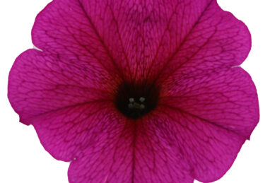 Petunia x atkinsiana Beautical Purple Dawn