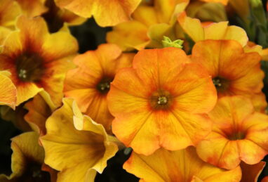 Petunia x atkinsiana Beautical Sunset Orange
