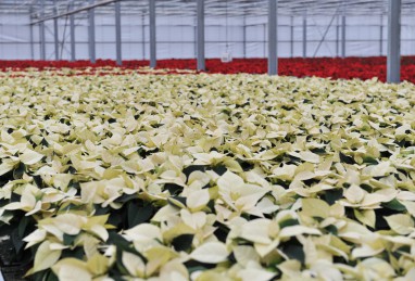 Poinsettia Premium White