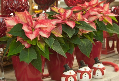 Poinsettia Premium Ice Crystal