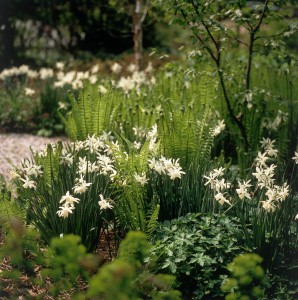 Verwendung von Blumenzwiebeln im Lanschafts- und Gartenbau