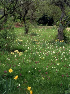 Verwendung von Blumenzwiebeln im Lanschafts- und Gartenbau