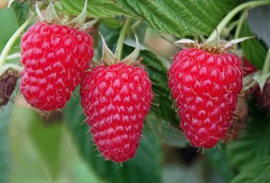 Rubus idaeus Summer Lovers Garden Red