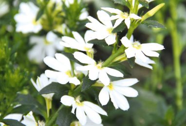 Scaevola aemula Abanico White