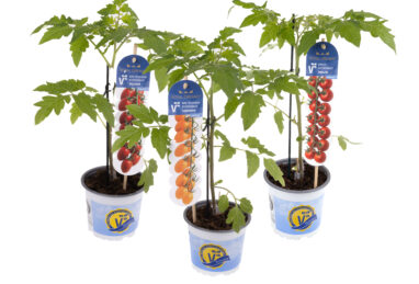 Solanum Royal Dreams Amelita