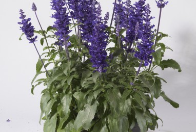 Salvia farinacea Farina Blue