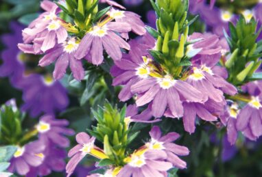 Scaevola aemula Abanico Purple