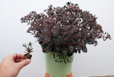 Sedum SunSparkler Dazzleberry als Jungpflanzen (128er Platte) und die entsprechende Topfware im Sommer