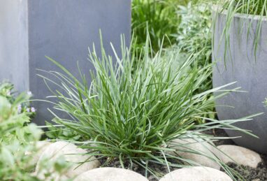 Sesleria heufleriana Blue Porcupine