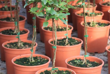 Solanum Stämme T24