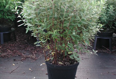 Spiraea