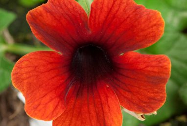 Thunbergia alata Sunny Susy Brownie