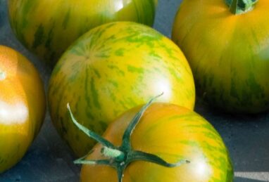 Solanum lycopersicum Starlias Melon F1