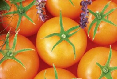 Solanum lycopersicum Starlias Orange F1