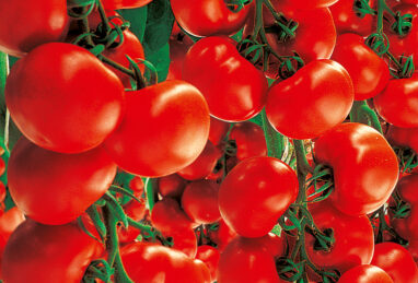 Tomate Starlias Red F1