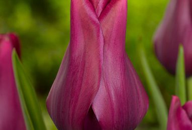 Tulipa Merlot