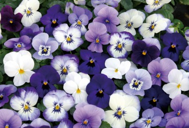 Viola cornuta Twix F1 Ocean Mix