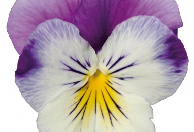 Viola Volante F1 Purple Face