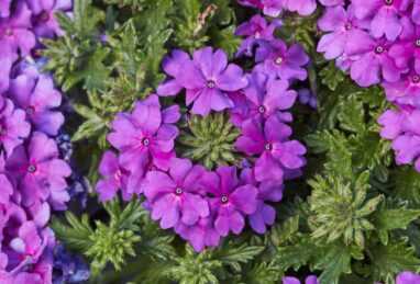 Verbena x peruviana Verino True Violet