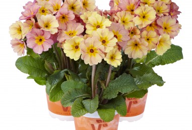 Primula Sylvita-Serie, Sylvita Peach Melba