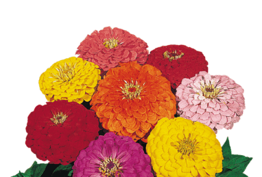Zinnia elegans Gulliver Formula Mix
