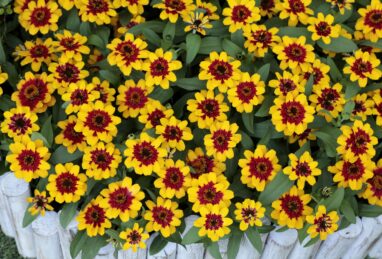 Zinnia x hybrida Profusion Red Yellow Bicolor