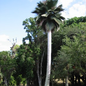 Botanischer Garten Jardin Botanico Soledad (Cuba)