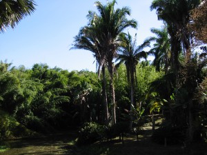 Botanischer Garten Jardin Botanico Soledad (Cuba)