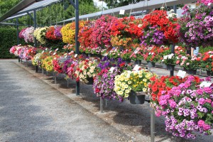 Dümmen Schaugarten