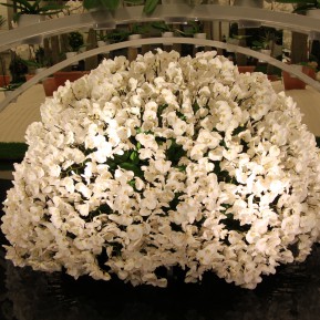 Floralien 2005