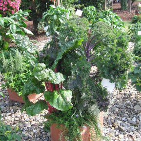 Kombination von Gemüsepflanzen und Kräuter